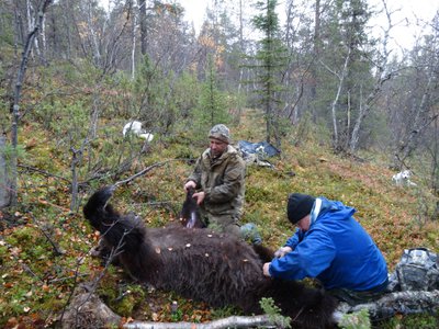 медведь 111.JPG