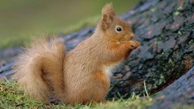 cute-squirrel-pictures.jpg