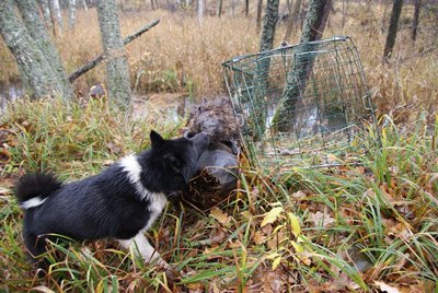 Щуренок с бобром..JPG