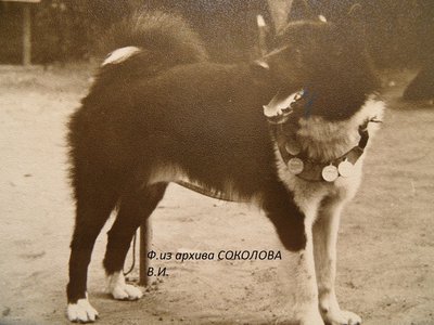 Сурок Мельникова А.П.Вывезен из Москвы..JPG