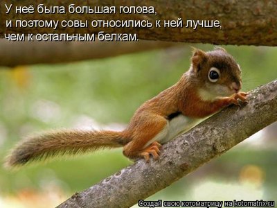белка.jpg