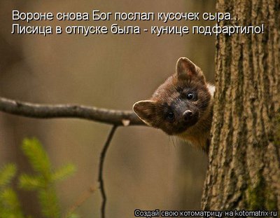 кун.jpg