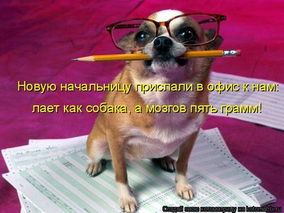 соб.jpg