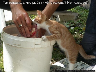 рыба.jpg