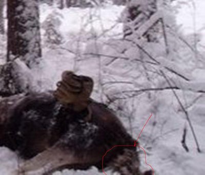 амур.JPG