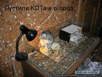 кот.jpg