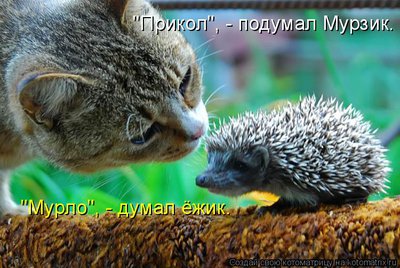 ёж.jpg