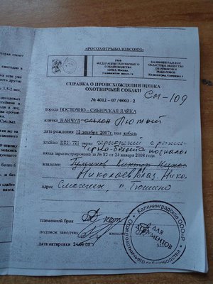 Родословная Нанчула.JPG
