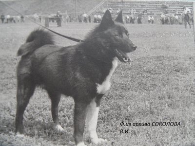 Волчек р.1970 Утрова В.И.от ч.Ласки1334.JPG