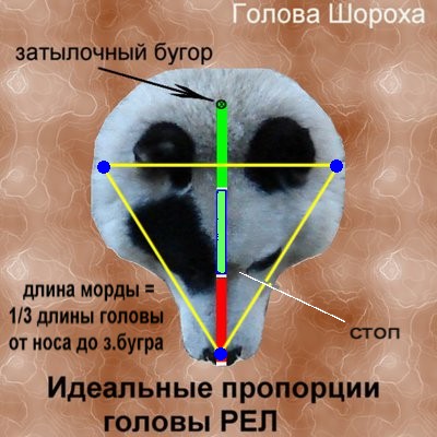 шорох.JPG