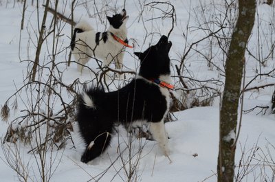 лают на куницу.JPG