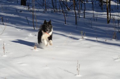 чип 2222222222222222222.JPG