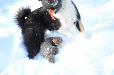 Куница и половина Чипа....JPG