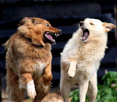 dogs.jpg