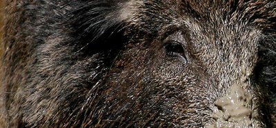 wild-boar-photo.jpg
