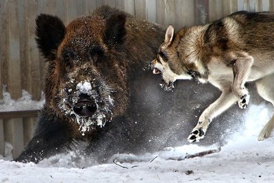 84407732_zima_moroz_layka_oskalilas_na_kabana.jpg