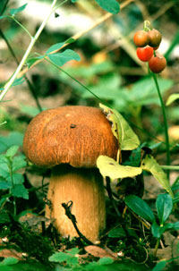 boletus[1].jpg