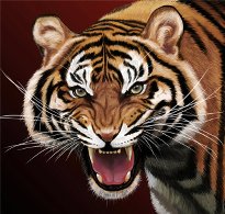 ++++++++++ТИГР++++++++++.jpg