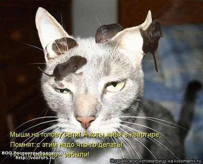 кот.jpg