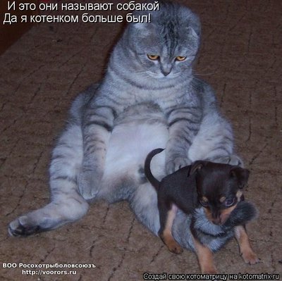 соб.jpg