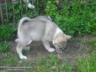 суки2 (2).JPG