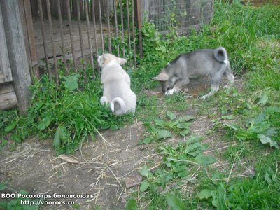 кобели44.JPG