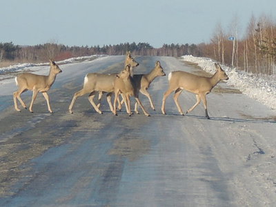 фпрлбдр.jpg