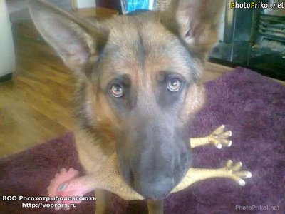 1373834880_smeshnye-zhivotnye-foto-8[1].jpg