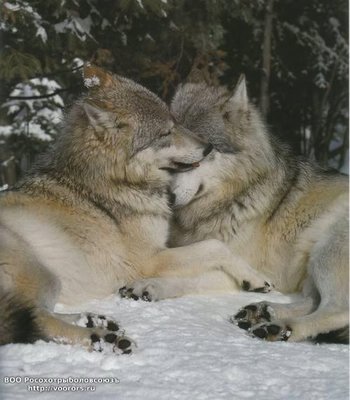 snuggling_in_snow_large.jpg