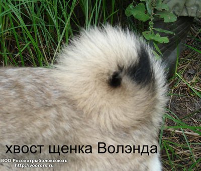 хвост 1.JPG
