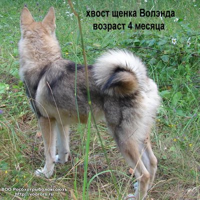 хвост 2.JPG