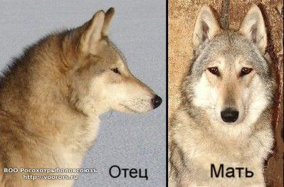 родители.JPG