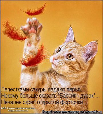 барс.jpg
