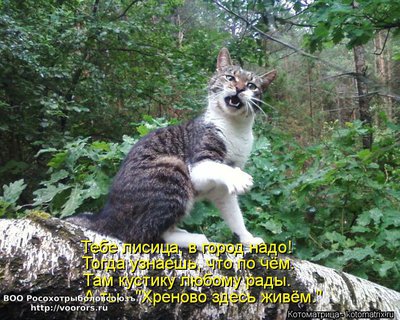 лис.jpg