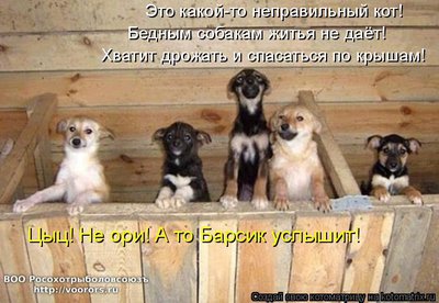 цыц1.jpg