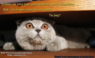 кот.jpg