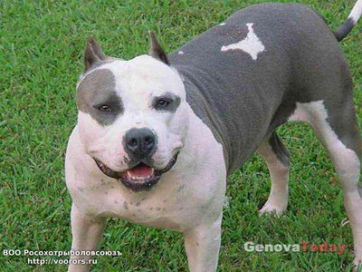 cane pitbull-2[1].jpg