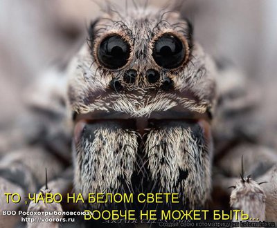 чав1.jpg