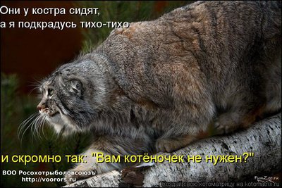 такой.jpg