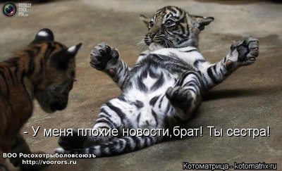 сес.jpg