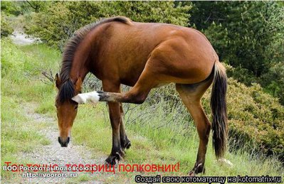 пол1.jpg