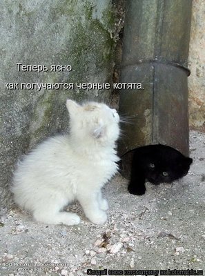 кот.jpg