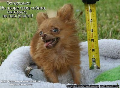 зл.jpg