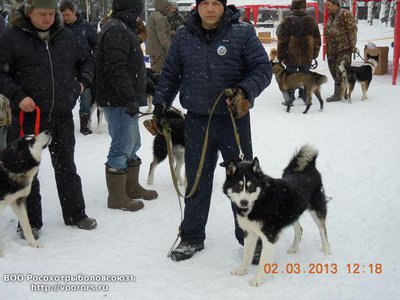 Лайка-2013 Москва Победитель бонитировки.jpeg