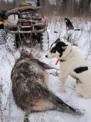 Устюрт и Чинк отработали кабана.jpg