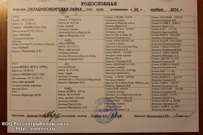 родословная.jpg