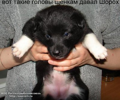 post-1416-0-92505100-1357159616_thumb.jpg