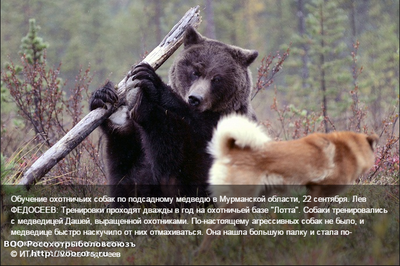 кфл.png