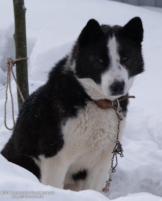 DSC00041у.jpg