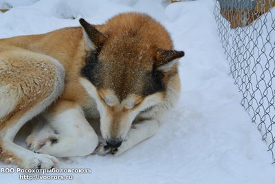 новый год суна 010.jpg